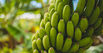 Fruits